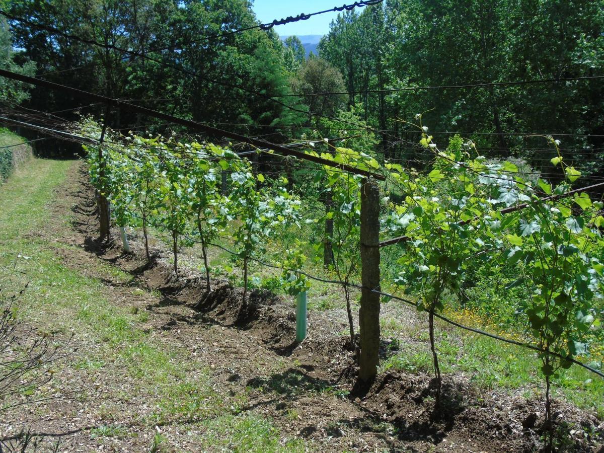 Quinta Da Chouza Agroturismo E Enoturismo Celorico De Basto Exterior foto