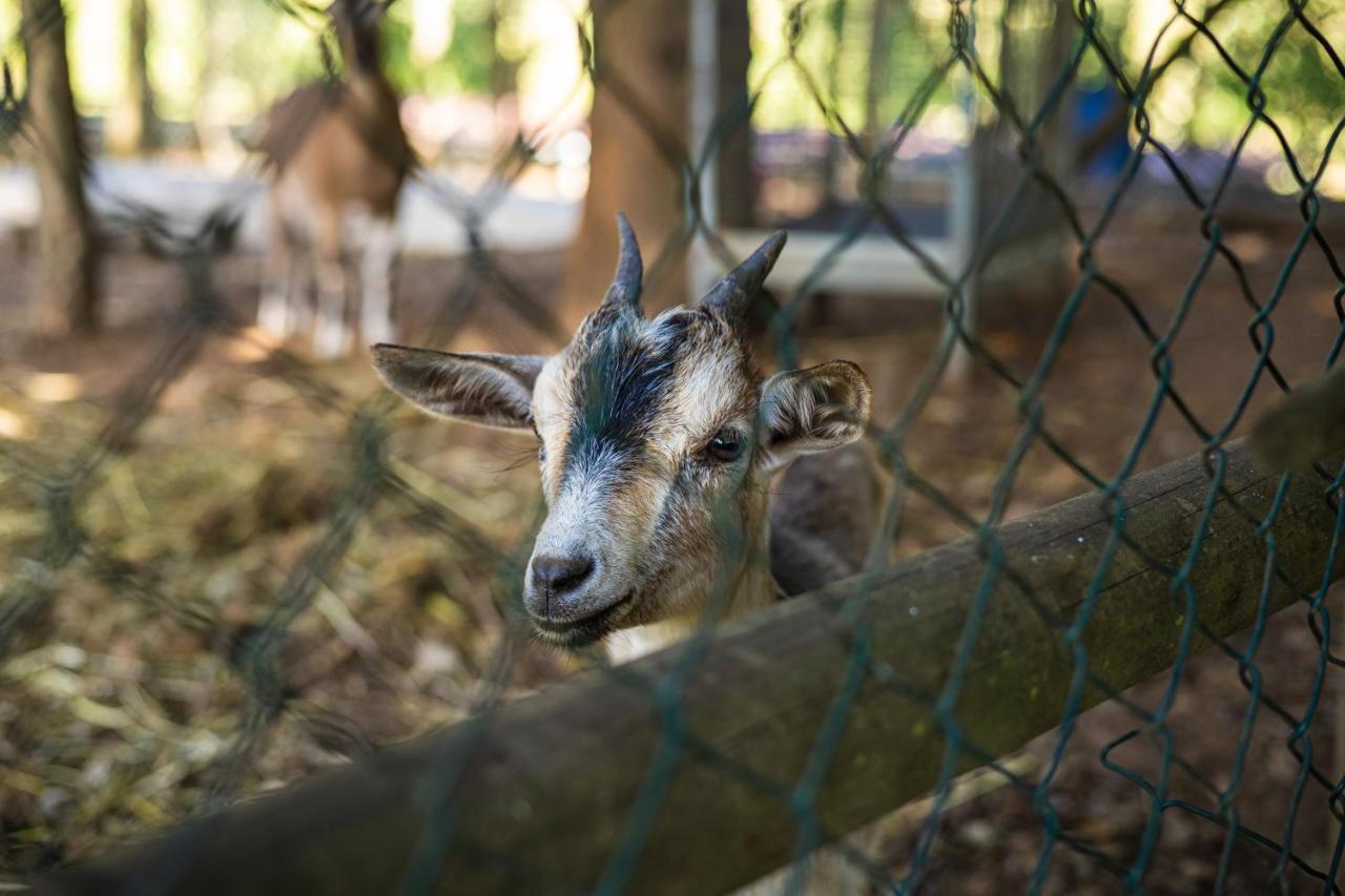 Quinta Da Chouza Agroturismo E Enoturismo Celorico De Basto Exterior foto