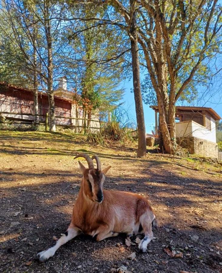 Quinta Da Chouza Agroturismo E Enoturismo Celorico De Basto Exterior foto