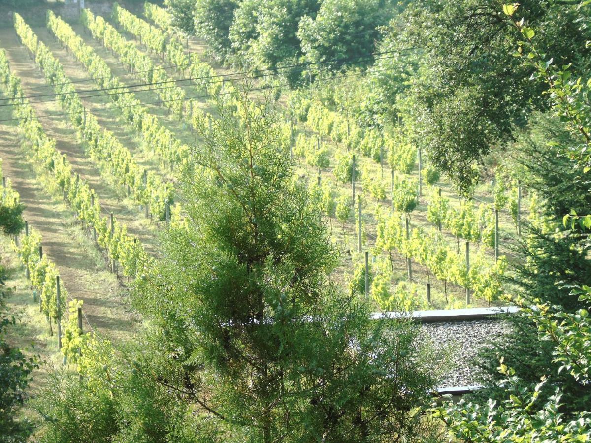 Quinta Da Chouza Agroturismo E Enoturismo Celorico De Basto Exterior foto
